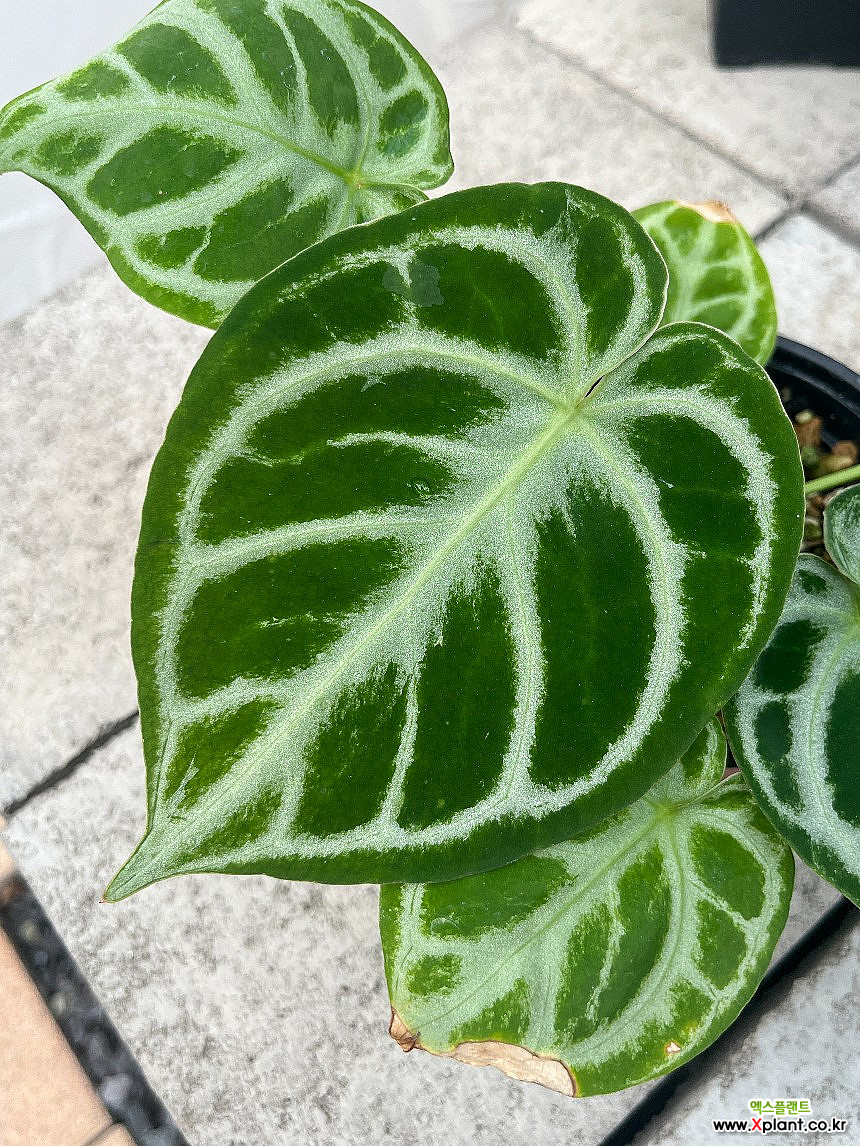 Anthurium dorayaki 1 観葉植物 - Xplant