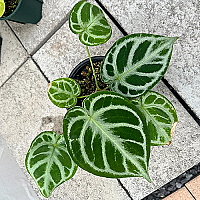 Anthurium dorayaki 1 観葉植物 - Xplant