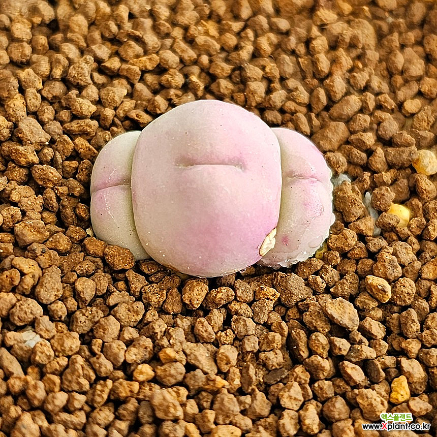 conophytum pink globosum Conophytum - Xplant