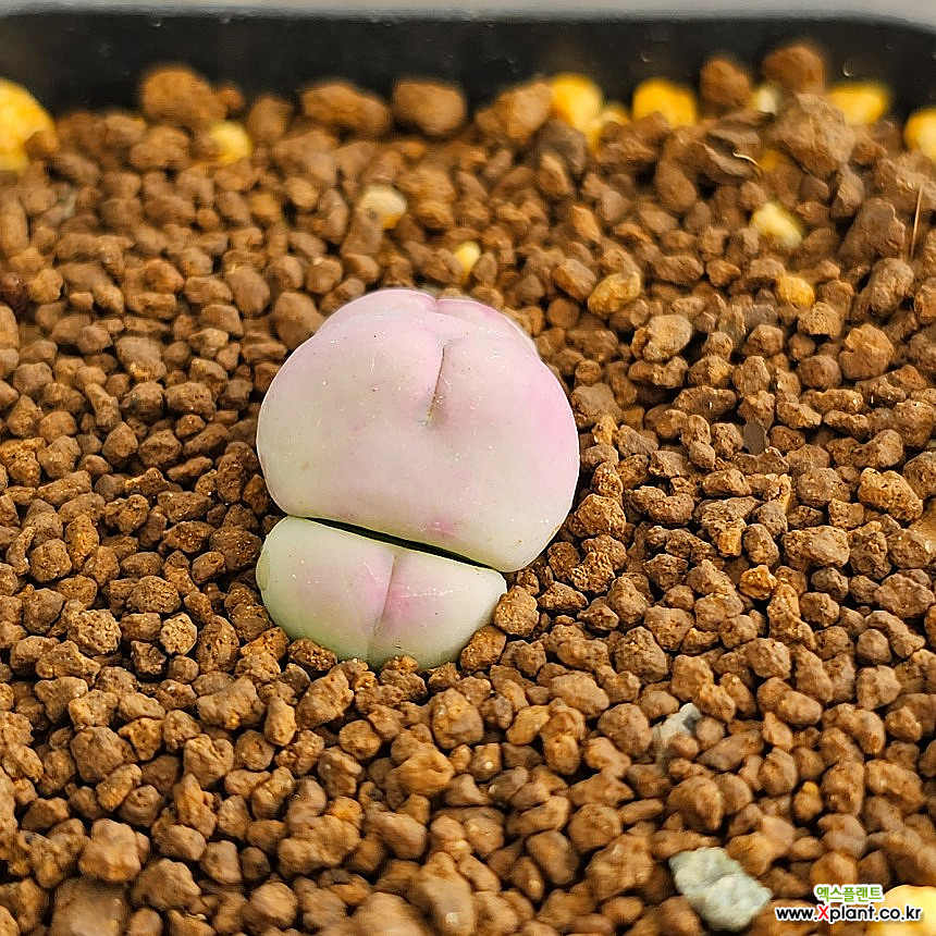 conophytum pink globosum Conophytum - Xplant