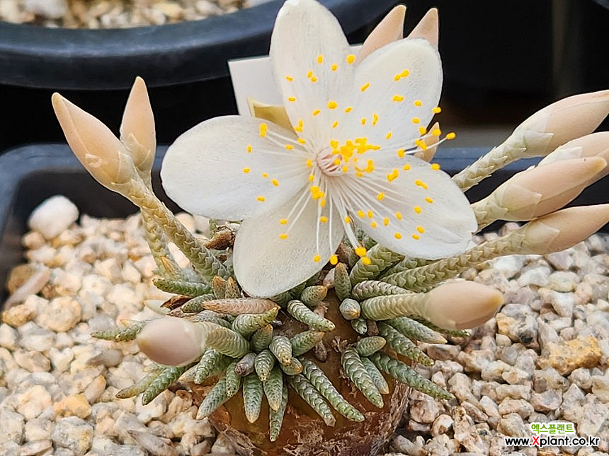 Avonia quinaria ssp Alstonii . Succulents - Xplant