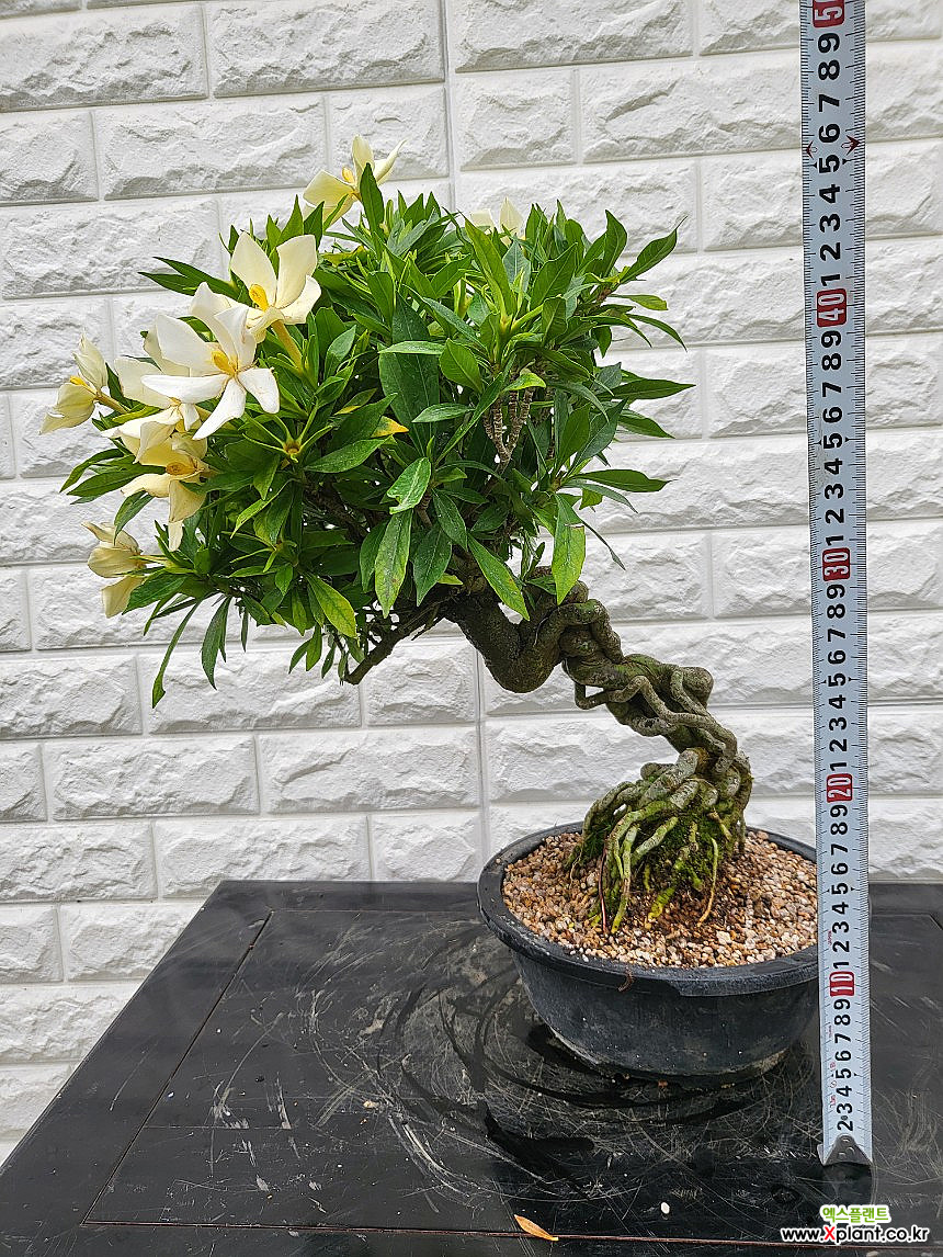 pinus halepensis bonsai Bonsai Tree Kit main image 1