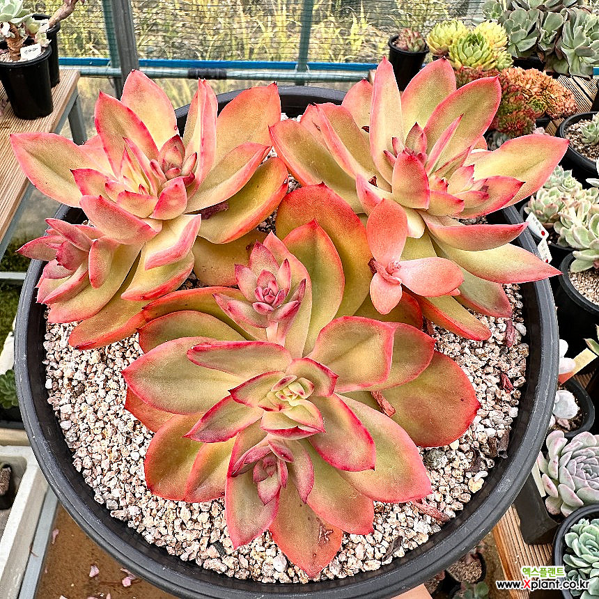 Echeveria Silk Veil Succulents - Xplant