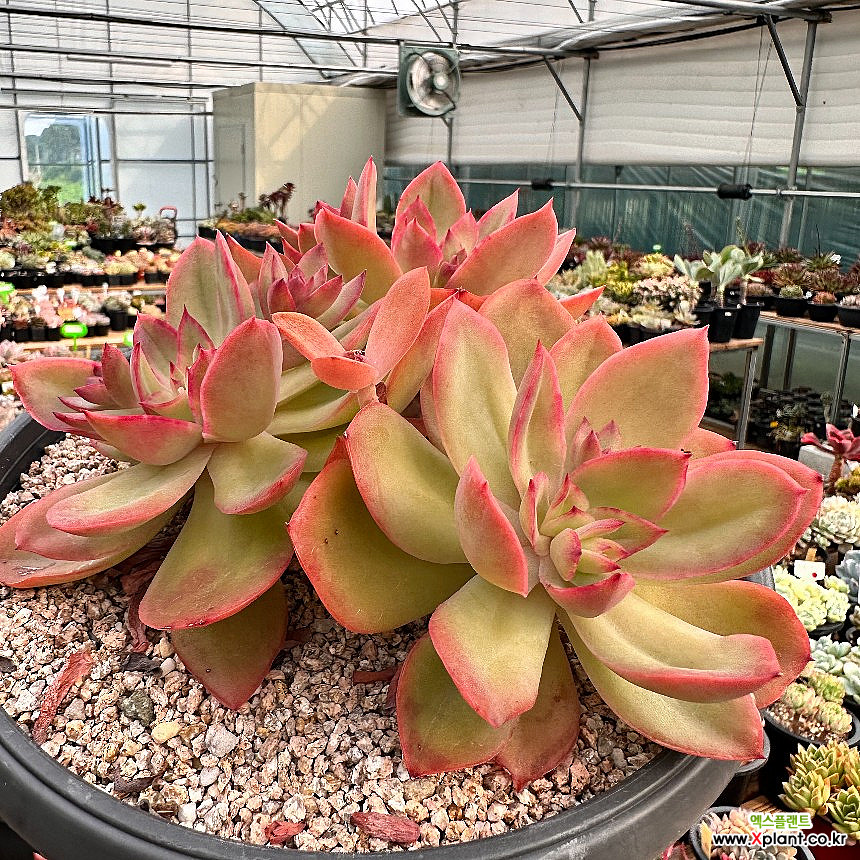 Echeveria Silk Veil Succulents - Xplant