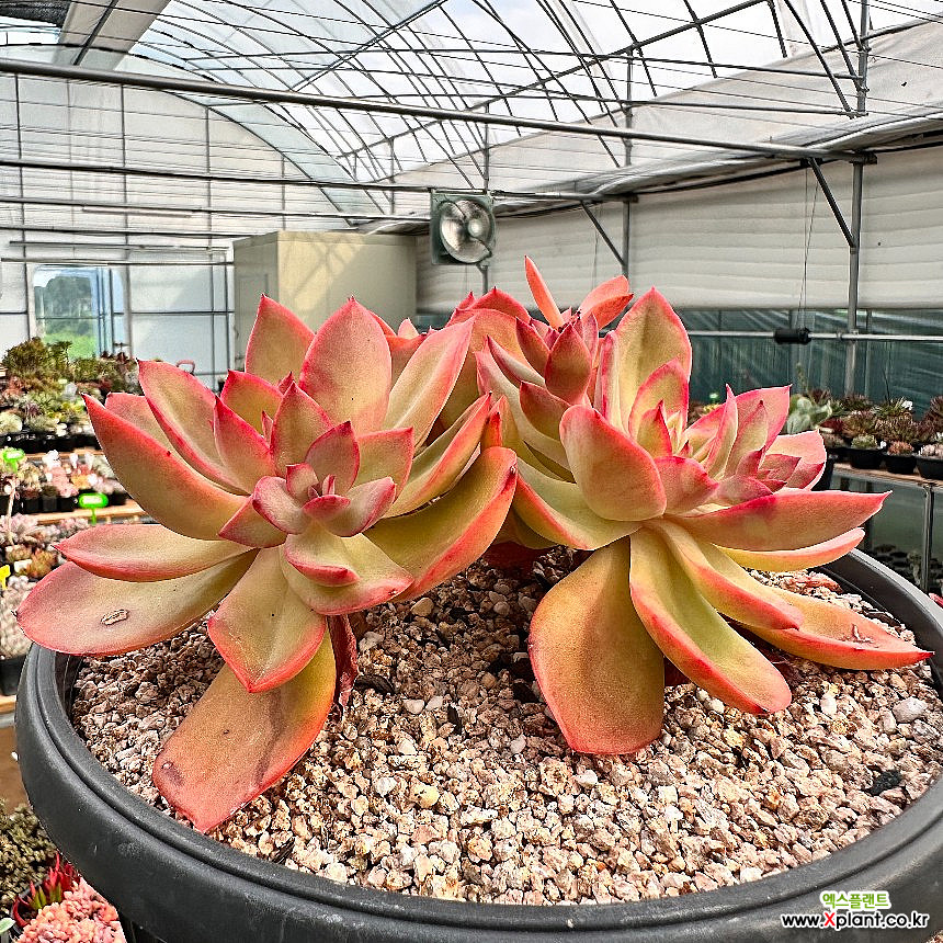 Echeveria Silk Veil Succulents - Xplant