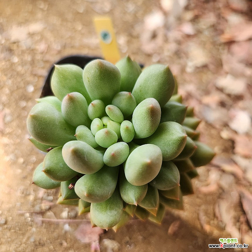 연지곤지 : 경매 : 엑스플랜트