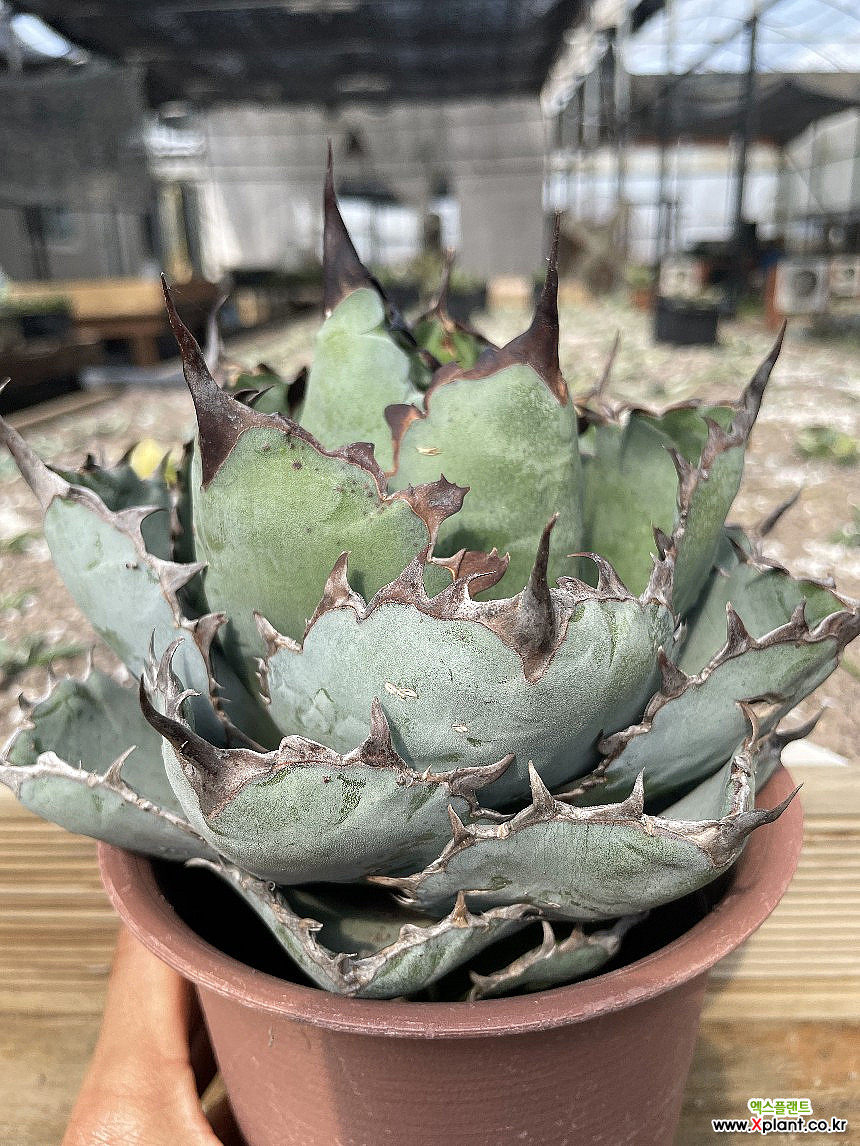 블랙앤블루 (Agave titanota Black Blue 티타노타 비비) 04 : 선인장 - 엑스플랜트