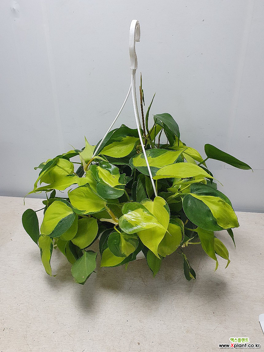 Philodendron Oxycardium Brazil / Air purification - Xplant