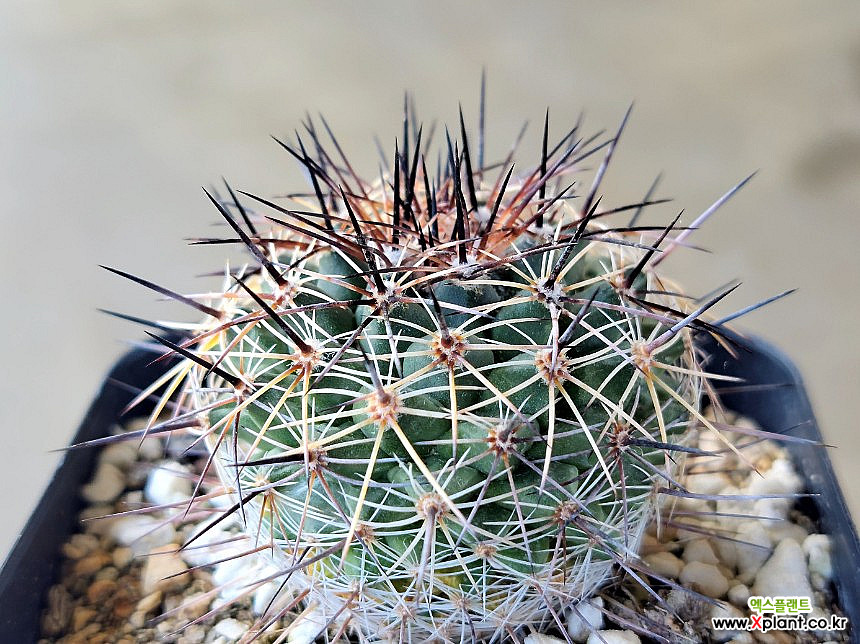 (Mammillaria craigii) Cactus - Xplant