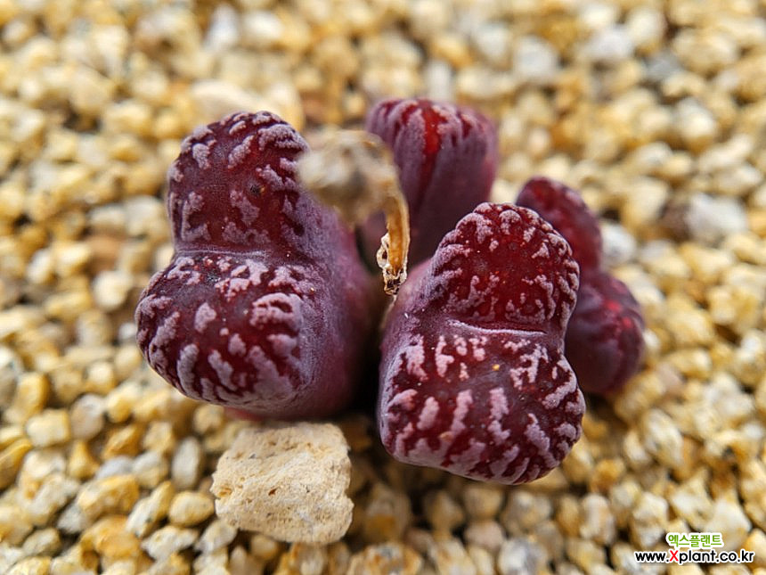 코노피튬 마킨스플럼 레드type Makins Plum : 코노피튬 - 엑스플랜트 코노피튬 마킨스플럼 레드type  Makins Plum : 코노피튬... 