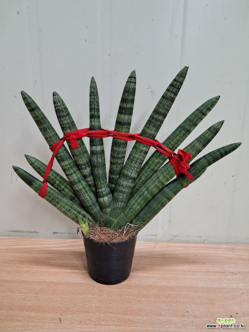 Dracaena stuckyi 2 Air purification - Xplant