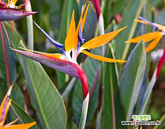Strelitzia reginae (Banks) Ait. Air purification - Xplant