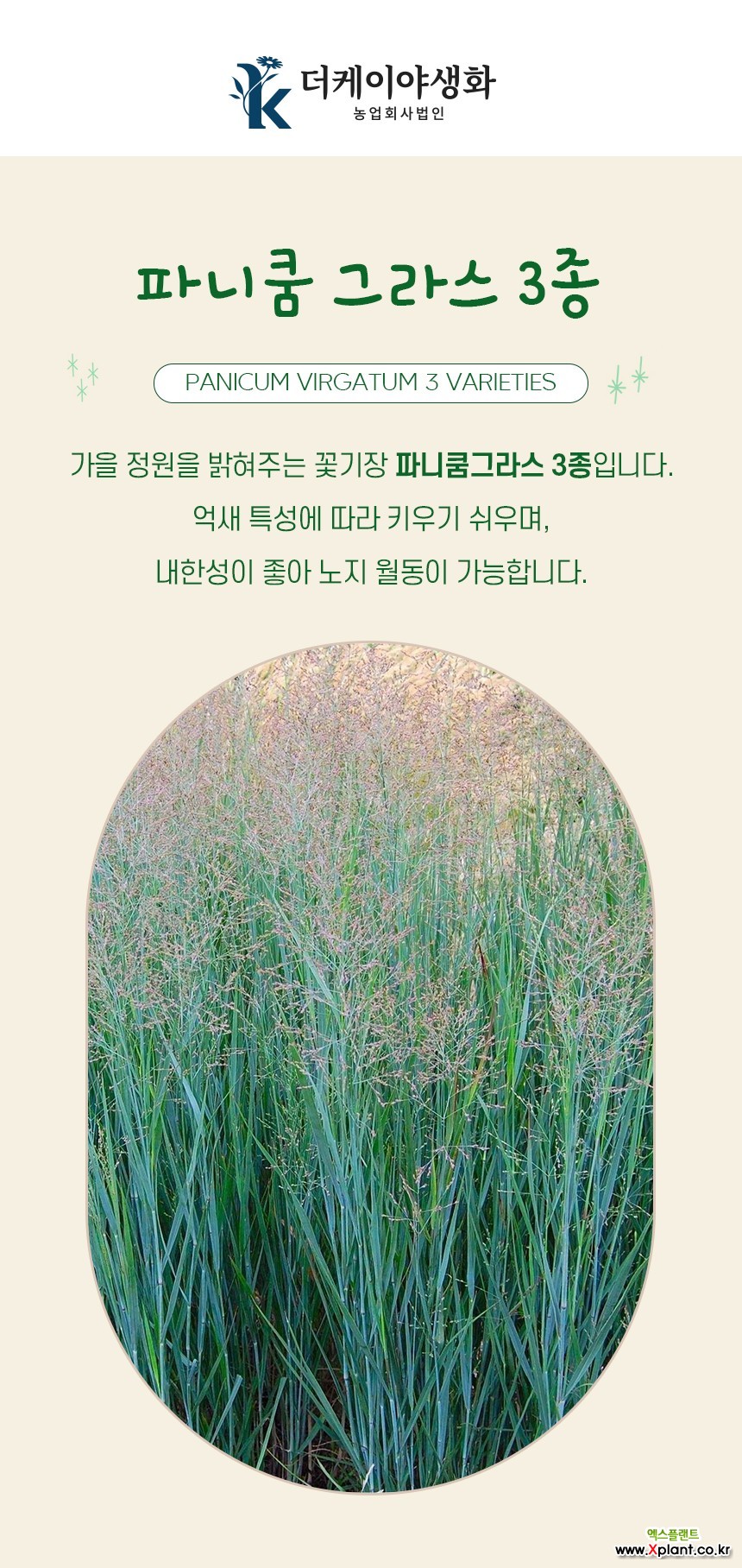 파니쿰 3종 (특대품/7치슬릿화분) : 야생화 - 엑스플랜트