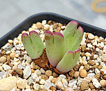 빌로붐 핑크꽃 4두 bilobum (pink flower) -2|Conophytum bilobum