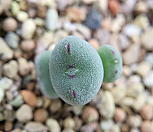 빌로붐 교배종 3두 랜덤|Conophytum bilobum
