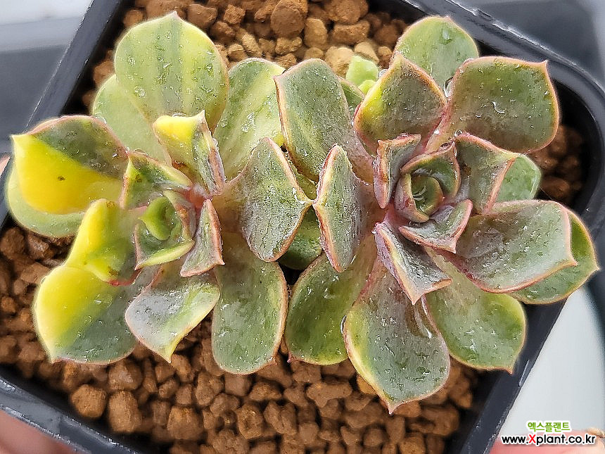 Echeveria Zestar 0728.W.90 Variegated - Xplant