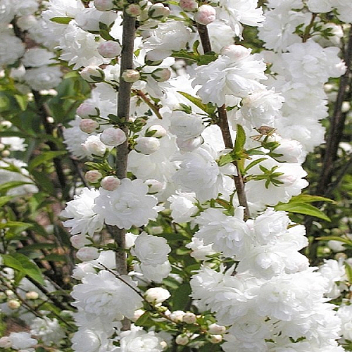 옥매화(백매화)  R4  개화주 - 꽃 나무 묘목 모종 씨앗 판매
