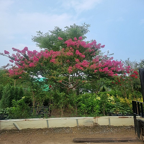백일홍  배롱나무  성목R3  개별택배 - 꽃 나무 묘목 모종 씨앗 판매