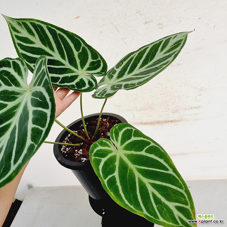 Anthurium crystallinum Crystal Hope // 40 50 Air purification - Xplant