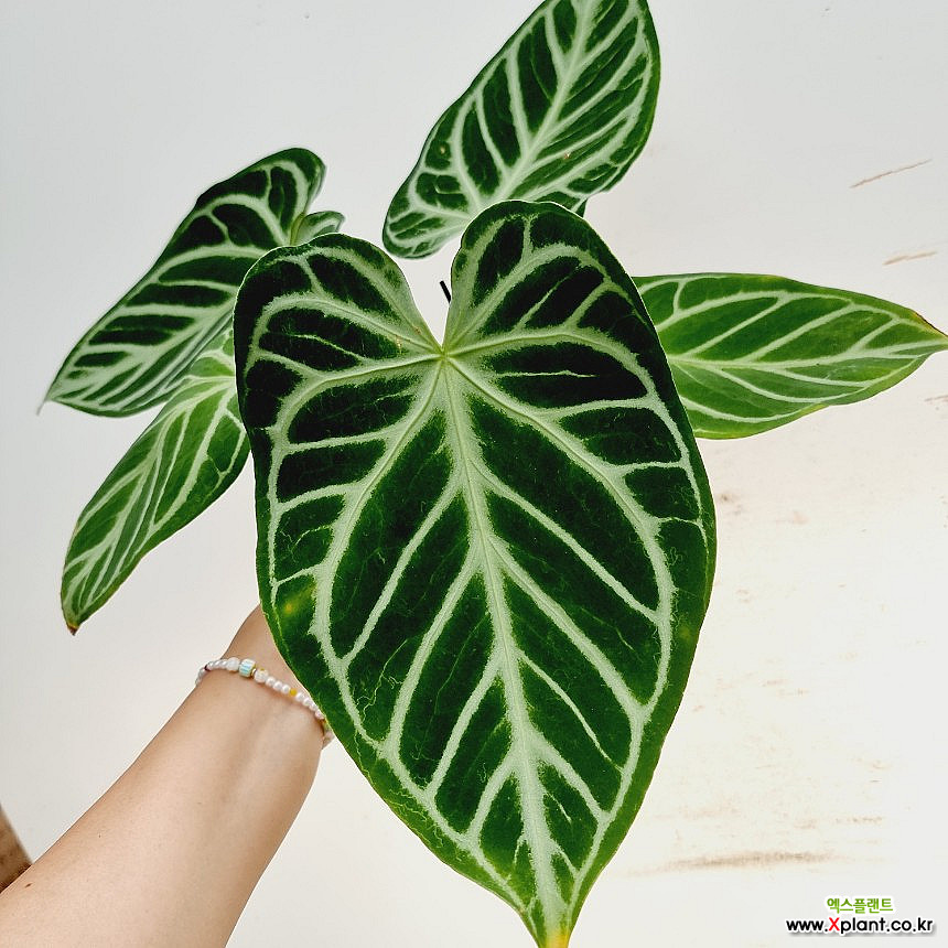 indoor dieffenbachia plant 47in Tall Splash Dieffenbachia Plant main image 1