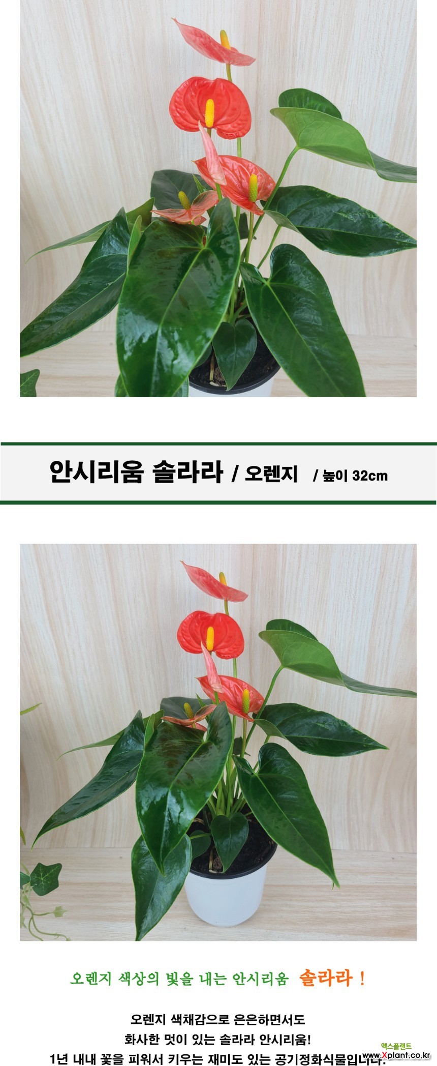 삭제1] 안시리움 소품 솔라라 오렌지색 : 공기정화식물 - 엑스플랜트