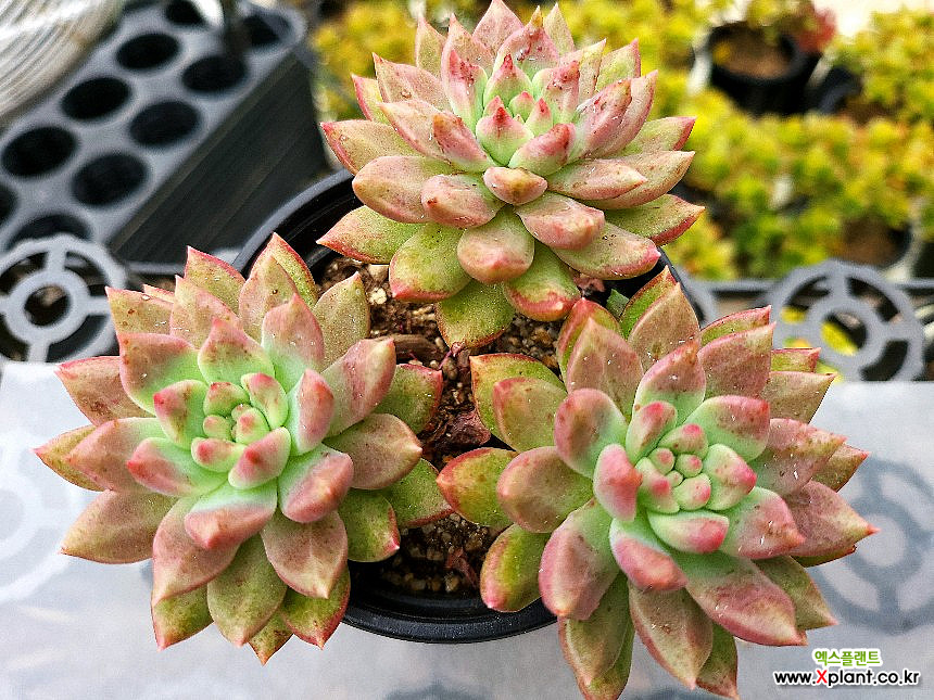 多肉植物　Clara群生 1691855697_l1