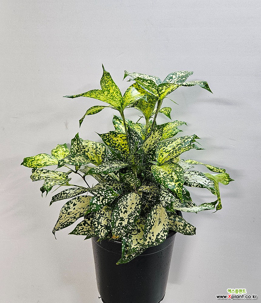 ardisia indoor plant Ardisia gigantifolia | Plants