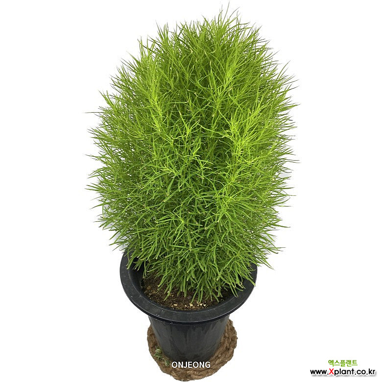 온정농원 코키아댑싸리 청댑싸리 63cm : 공기정화식물 - 엑스플랜트