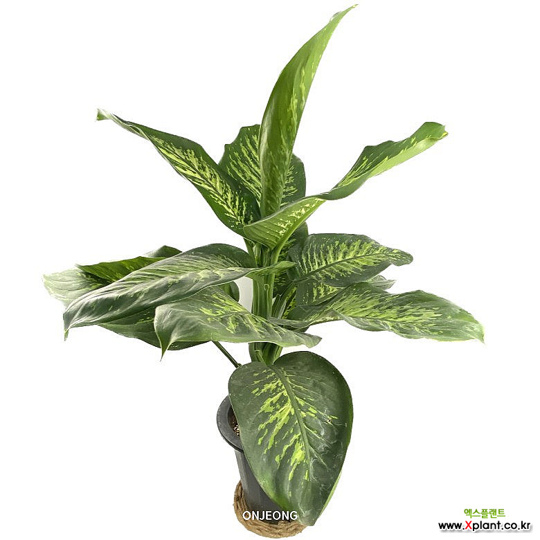 온정농원 트리피스 한정수량 특최상급 92cm : 공기정화식물 - 엑스플랜트