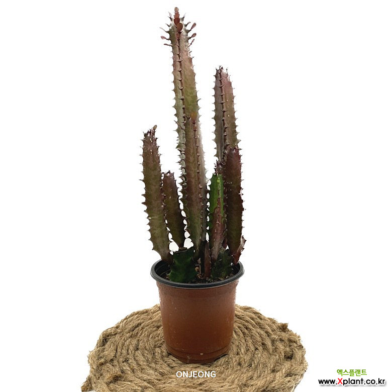 온정농원 홍채각 인테리어 선인장화분 30cm : 공기정화식물 - 엑스플랜트
