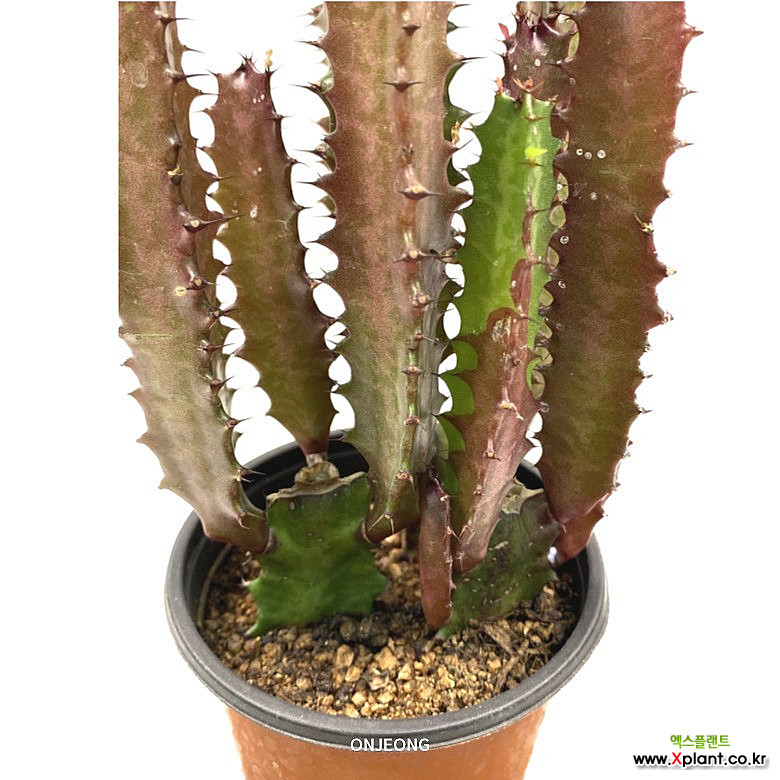 온정농원 홍채각 인테리어 선인장화분 30cm : 공기정화식물 - 엑스플랜트