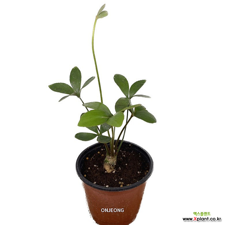 온정농원 멕시코소철 공기정화식물 26cm : 공기정화식물 - 엑스플랜트