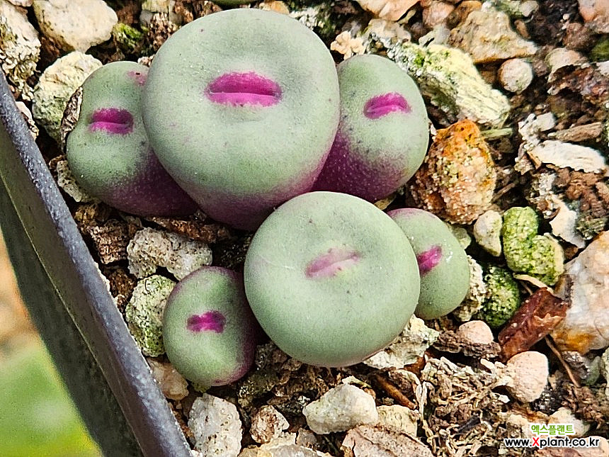 コノフィツム　pageae PV1380B Conophytum pageae 1380b Conophytum - Xplant