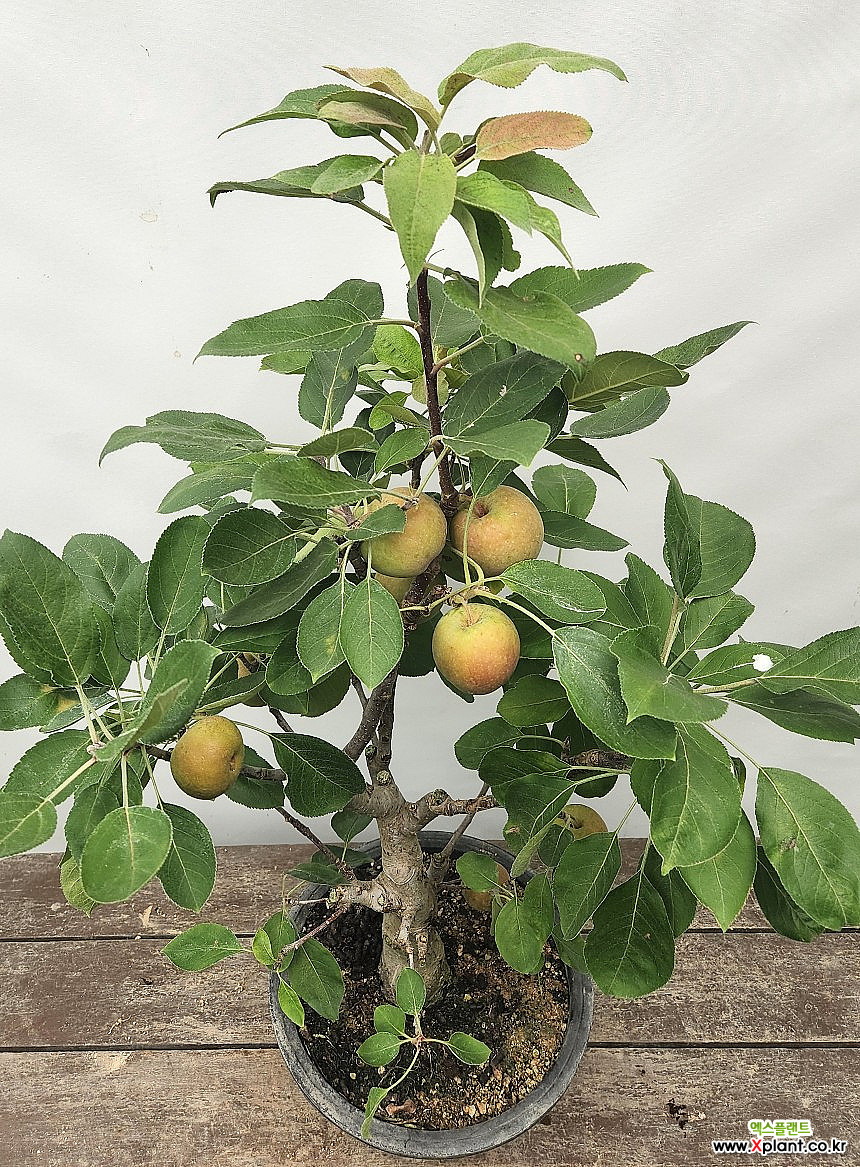 사과분재 메이폴 (동일품, 70-80cm) : 분재 - 엑스플랜트