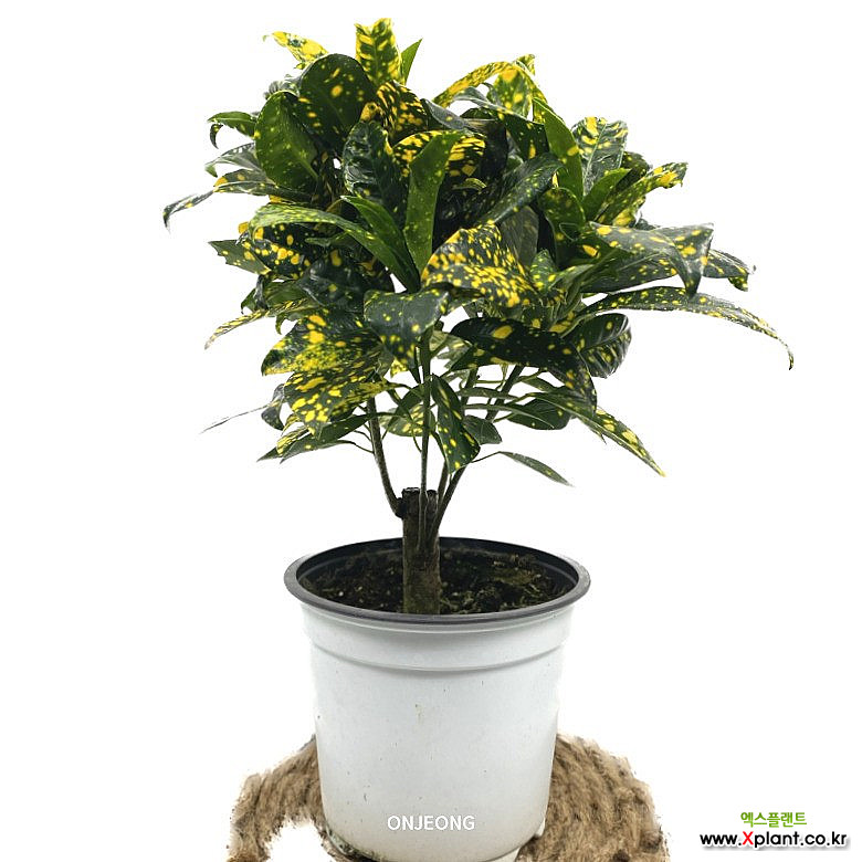 온정농원 청목크로톤 점박이 30cm : 공기정화식물 - 엑스플랜트