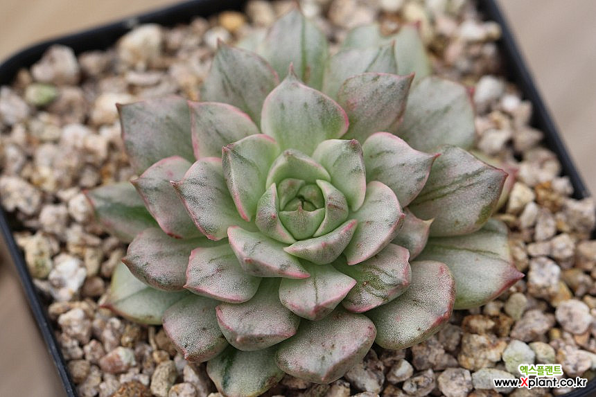 【✦echeveria✦再販受注生産✦size1✦Olive✦leather✦】 ✦echeveria✦再販受注生産✦size1✦Olive✦leather✦】