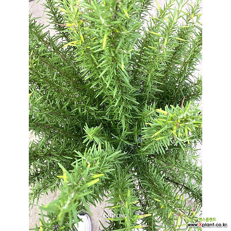 온정농원 로즈마리 대품 외목대 93cm : 허브 - 엑스플랜트