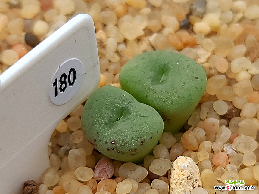 conophytum minutum Lithops 180 Conophytum - xplant