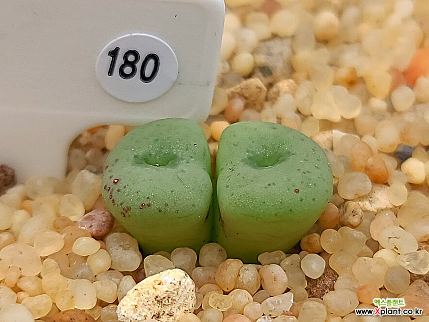 conophytum minutum Lithops 180 Conophytum - xplant