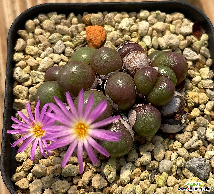 Plant-Conophytum cheapest brunneum