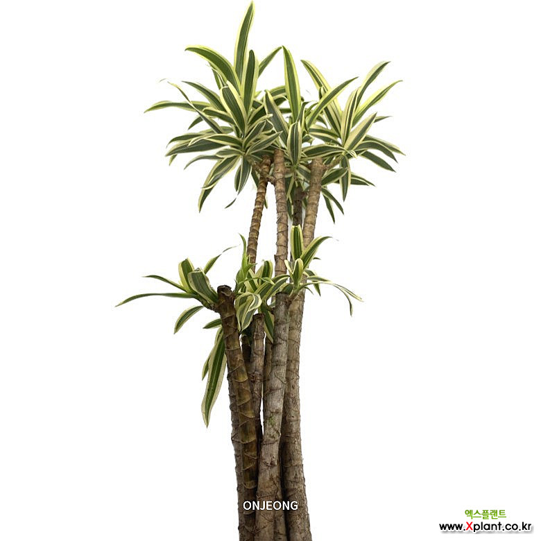 온정농원 송오브인디아 공기정화식물 72cm : 공기정화식물 - 엑스플랜트