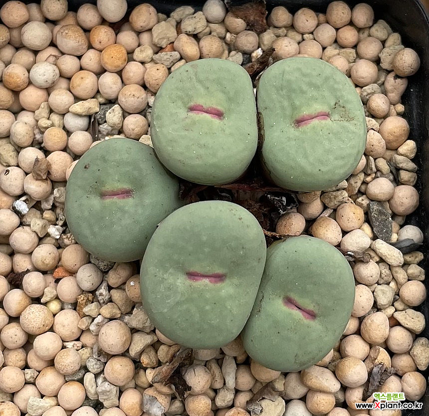Conophytum pageae 11-44 Conophytum - Xplant