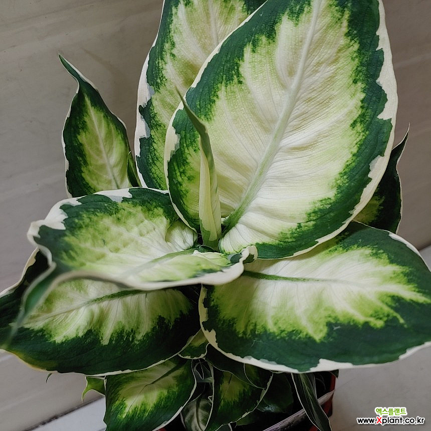 grow light stands for indoor plants Grow Light Stand