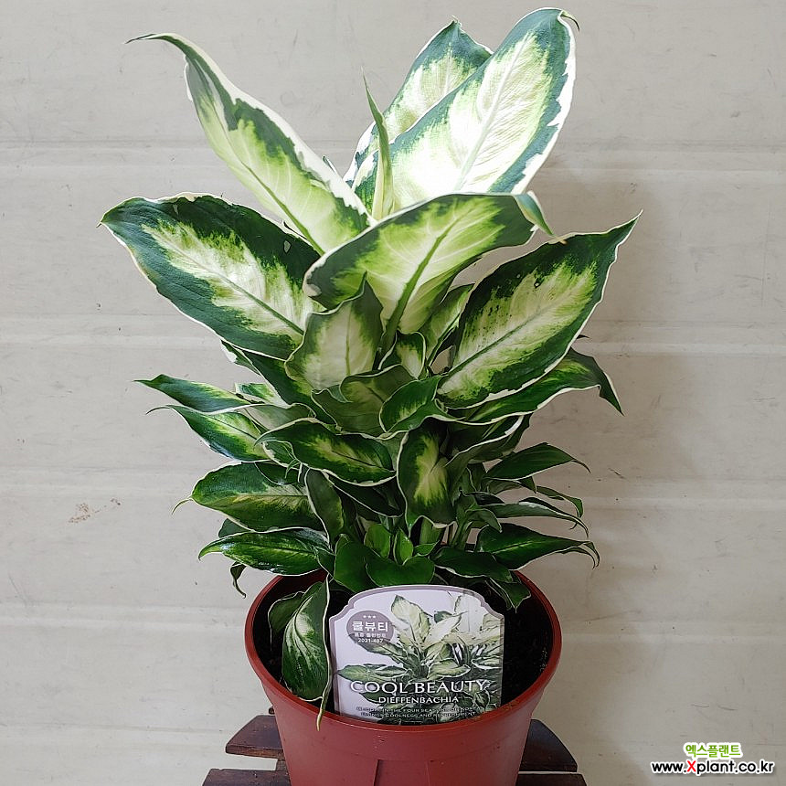 dracaena compacta. Dracaena Compacta  Classy Casita