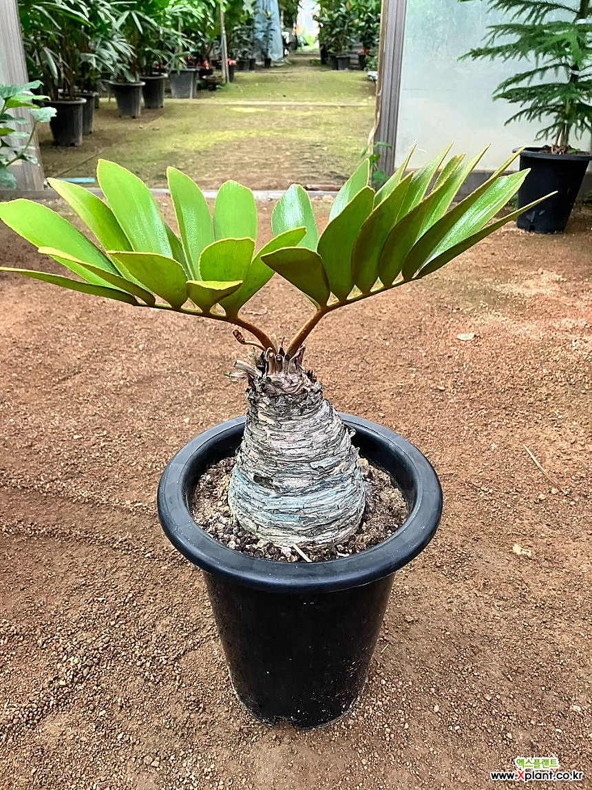 Zamia pumila Air purification - Xplant