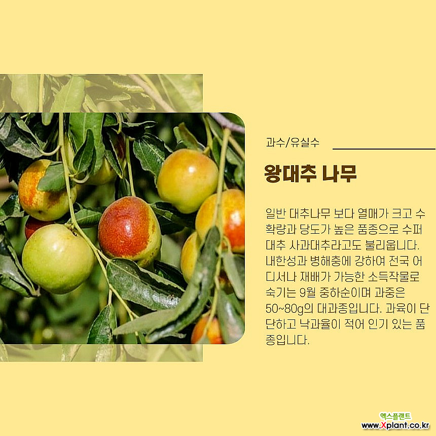 왕대추나무 묘목 2년생 다왕자오 분묘 [라이브묘목농원] : 과일/열매 나무 묘목 - 엑스플랜트