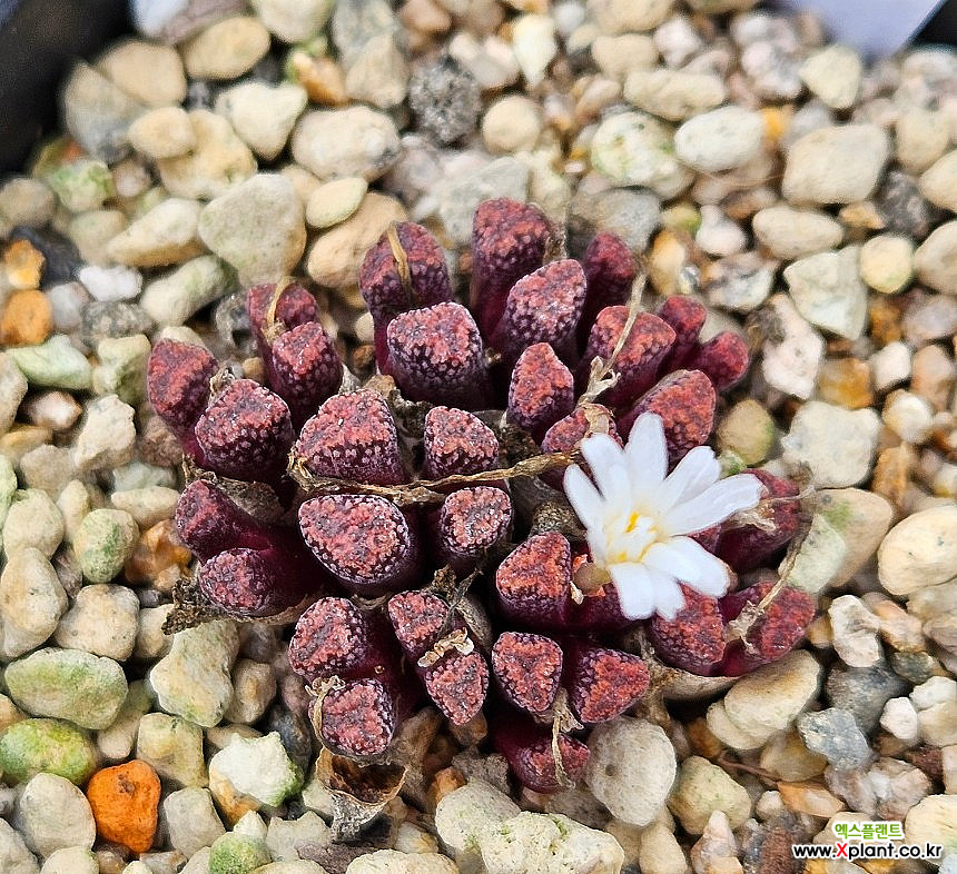 Conophytum reconditum ARM1266レコンデツム赤肌タイプ Conophytum reconditum ARM1266レコンデツム赤肌タイプ Conophytum