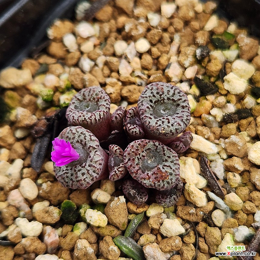 コノフィツム Conophytum obcordellum picturatum CKF-2 ピクツラツム