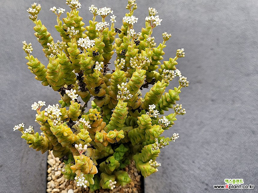 purple delight succulent Graptopetalum Purple Delight 2 - beautiful succulent main image 1