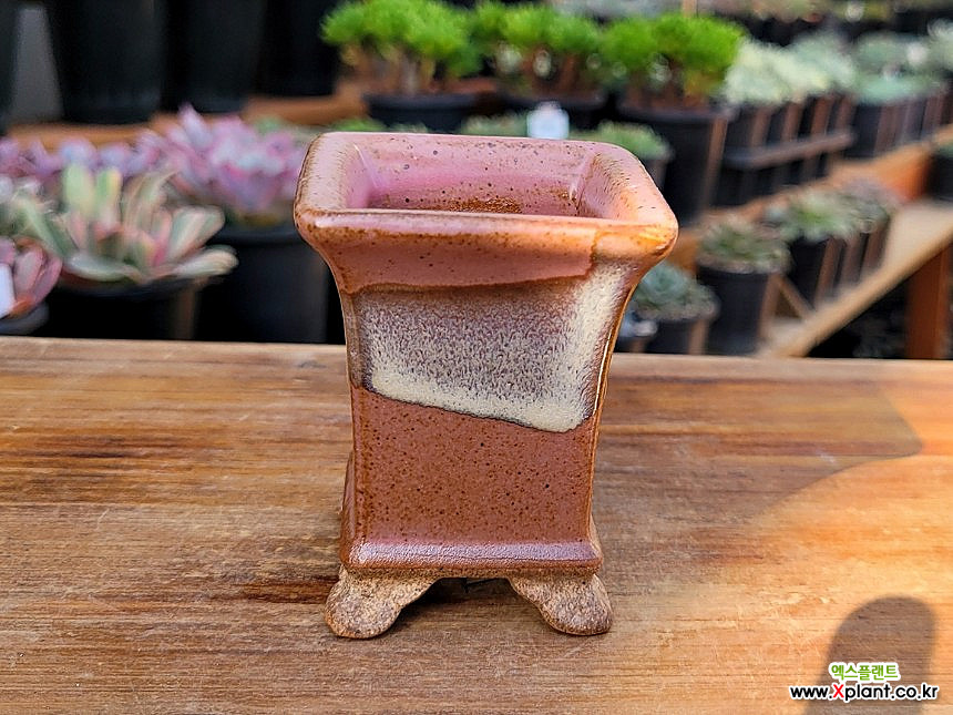 예운미니사각분[핑크] [6cm x7cm] [랜덤선별발송] : 다육화분 - 엑스플랜트